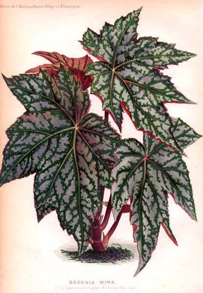 B. ‘Mira’